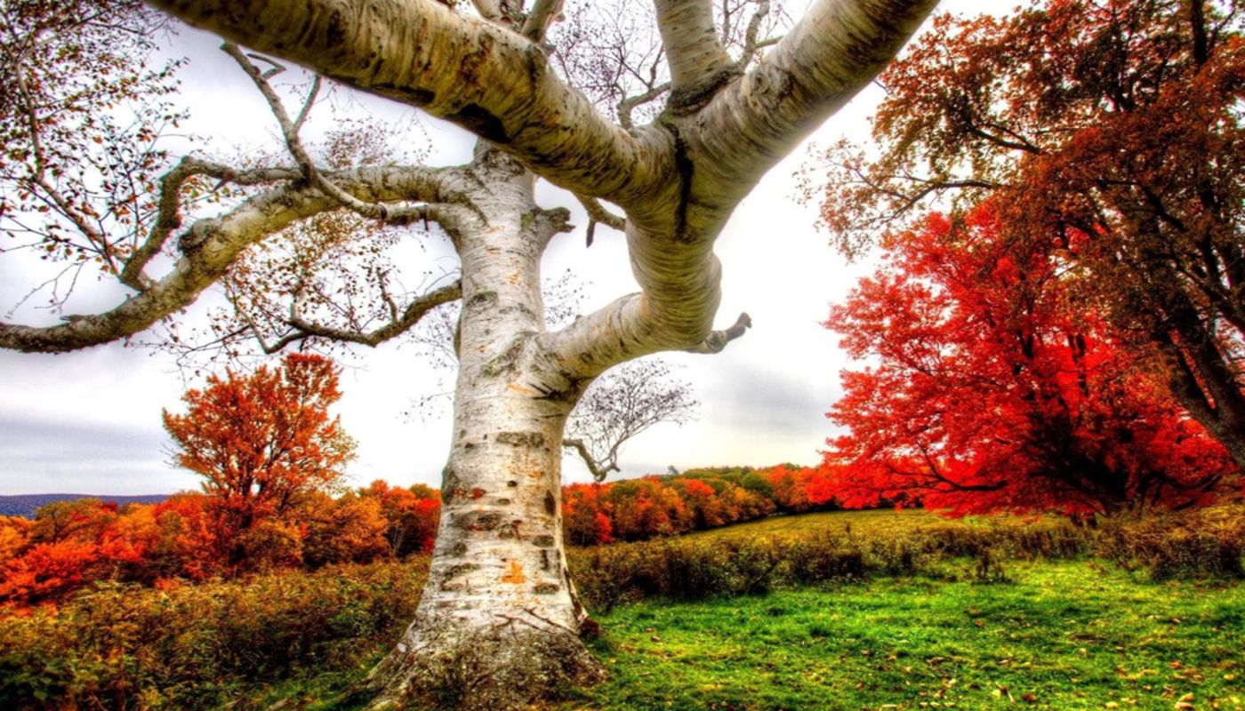 Birch Wellness Center