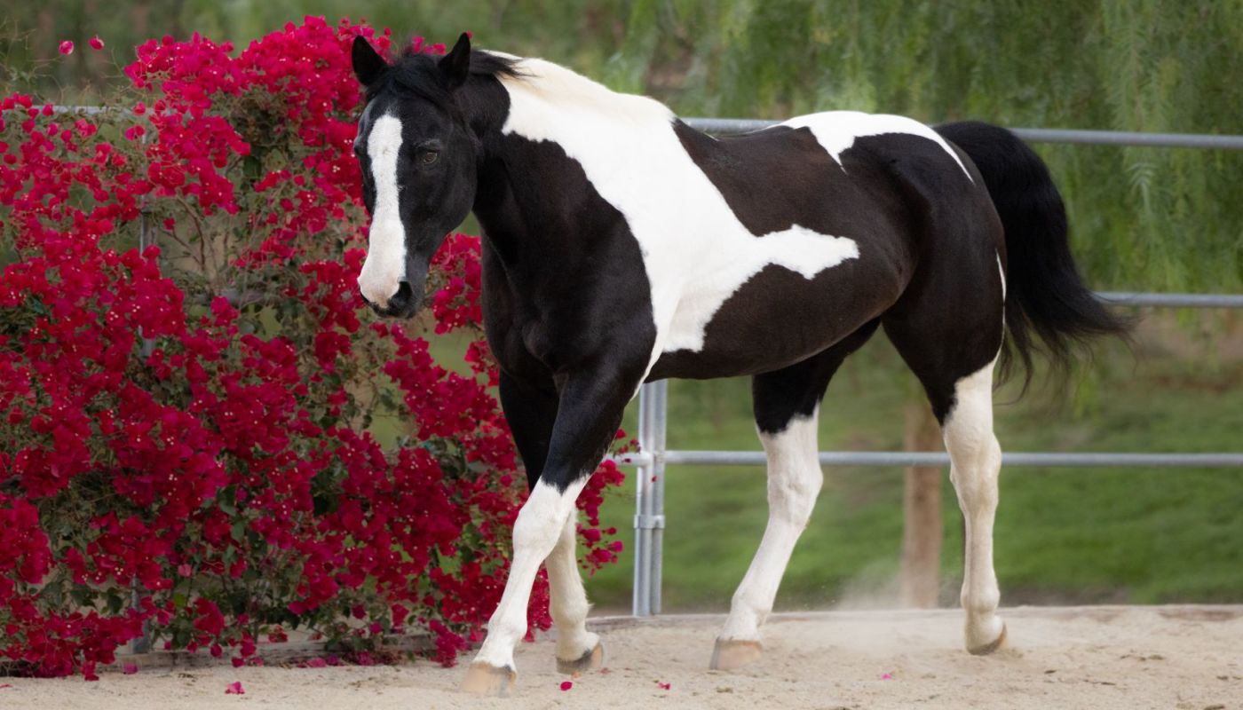 Rise at Mayberry Ranch